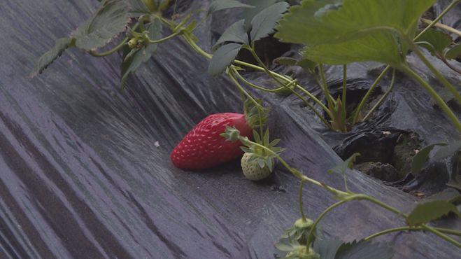 科技引領(lǐng)新生活，重慶雙福蔬菜價(jià)格行情實(shí)時(shí)掌握，蔬菜市場(chǎng)動(dòng)態(tài)盡在眼前