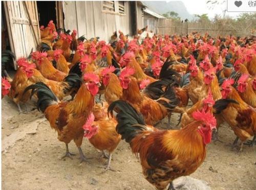 今年雞的行情，見證溫馨故事與市場價格波動