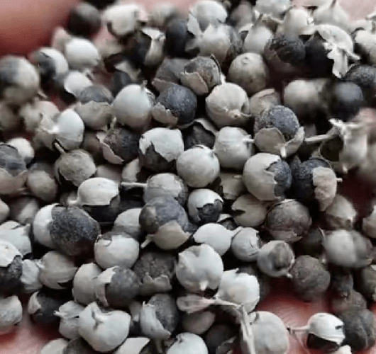 獨活價格背后的溫情故事揭秘