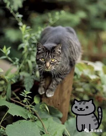 貓咪后院新秀精選，貓界新星成長記的勵志之旅