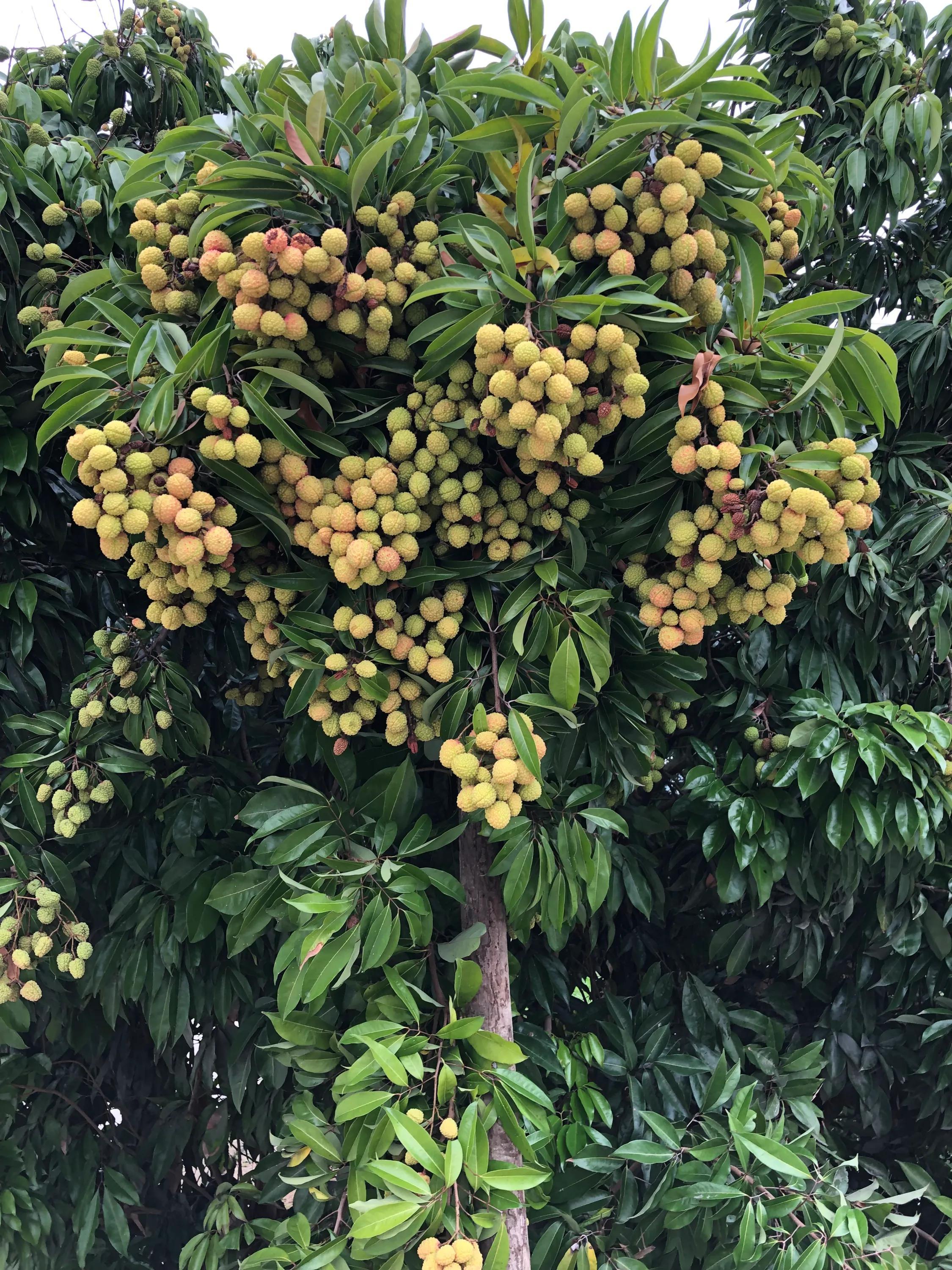 荔枝的成熟季節(jié)與上市月份，回溯荔枝的地位及成熟季節(jié)探討