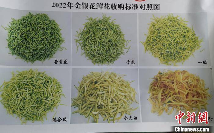 今日金銀花價(jià)格行情概覽