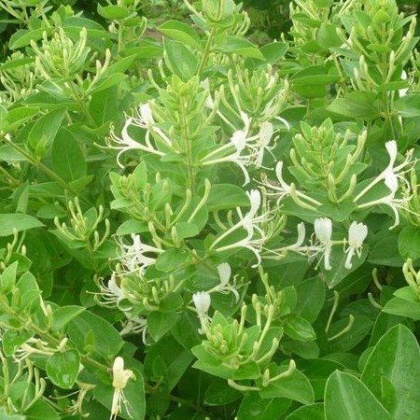 今日金銀花價(jià)格行情概覽