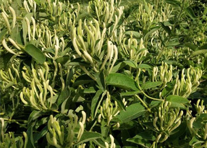 今日金銀花價(jià)格行情概覽