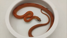 玉米蛇價格深度解析與科普知識介紹