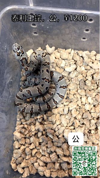 玉米蛇價格深度解析與科普知識介紹