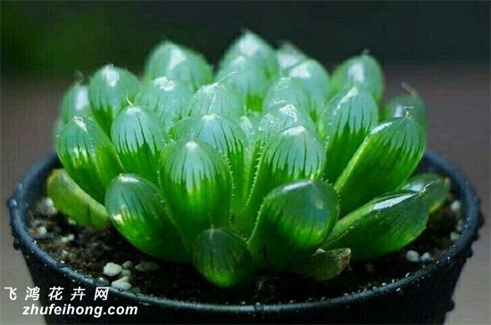 玉露價格全面指南