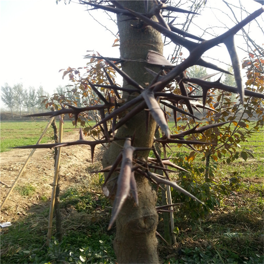 皂角樹價(jià)格,皂角樹價(jià)格——科技與自然融合的智慧之選