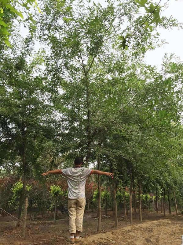 皂角樹價(jià)格,皂角樹價(jià)格——科技與自然融合的智慧之選