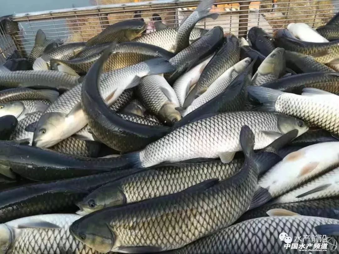 最新草魚市價,最新草魚市價大揭秘??