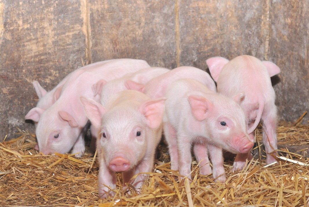 邯鄲今日毛豬價(jià)格行情更新及走勢(shì)分析