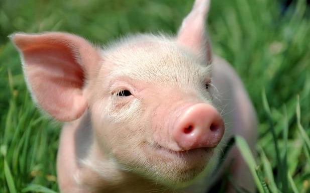 邯鄲今日毛豬價(jià)格行情更新及走勢(shì)分析