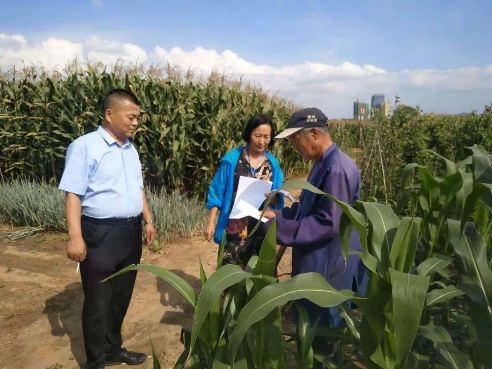 最新非洲豬瘟動態(tài)與小巷深處的獨特風味探索