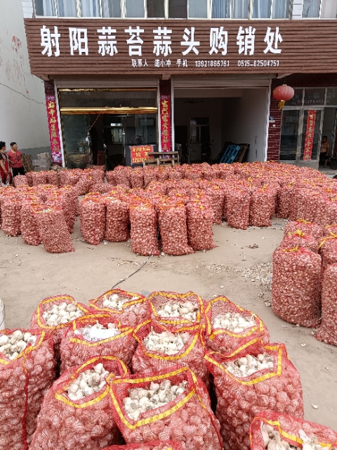 射陽大蒜最新價格行情及市場趨勢深度解析