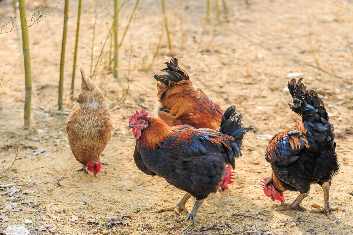 最新柴雞市場價格行情概覽