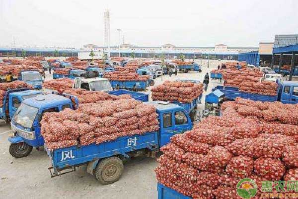 今日大蒜最新價(jià)格行情,今日大蒜最新價(jià)格行情分析