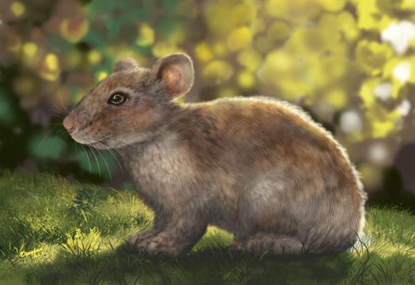 屬兔男明星的獨(dú)特魅力與星光熠熠之路