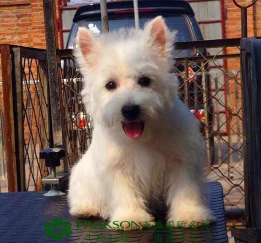 西高地犬價格深度解析與科普指南