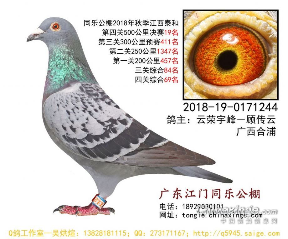 江門同樂公棚最新公告更新通知