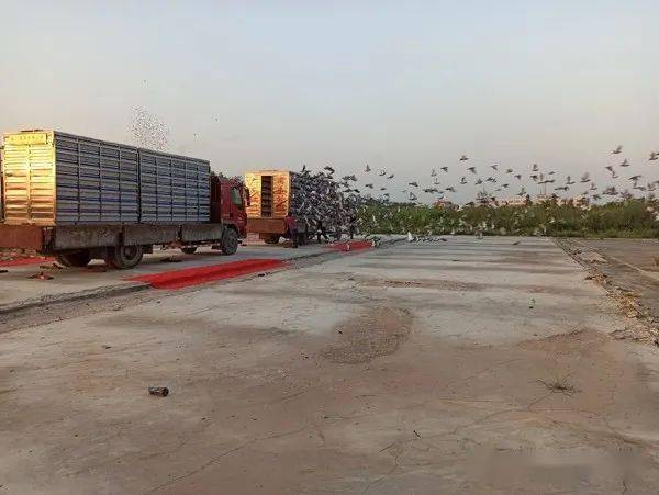 江門同樂公棚最新公告更新通知