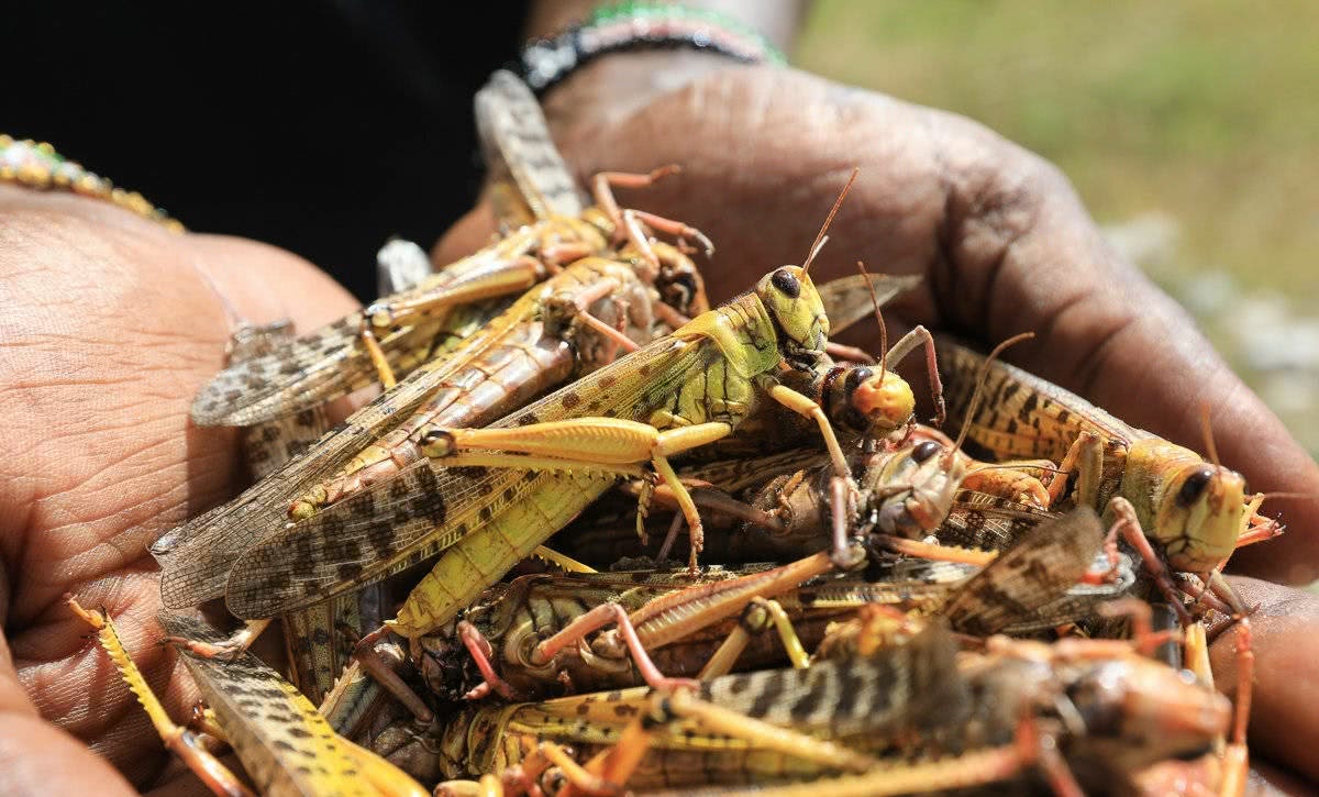 蝗蟲最新動(dòng)態(tài)與小巷中的美食探索