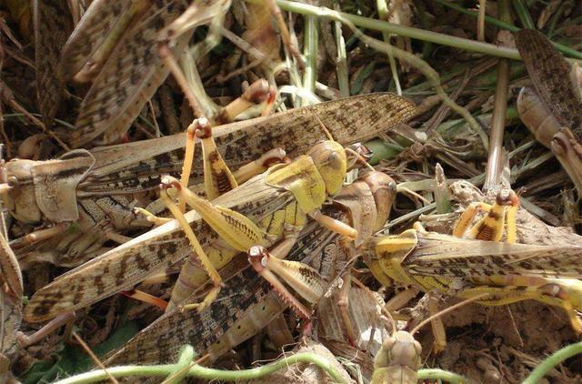 蝗蟲最新動(dòng)態(tài)與小巷中的美食探索