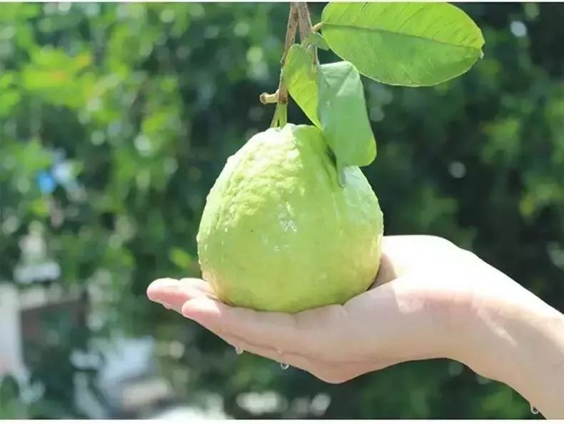 番石榴幾月份上市,番石榴的甜蜜季節(jié)