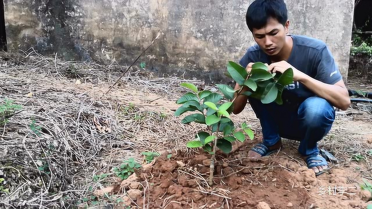 番石榴幾月份上市,番石榴的甜蜜季節(jié)