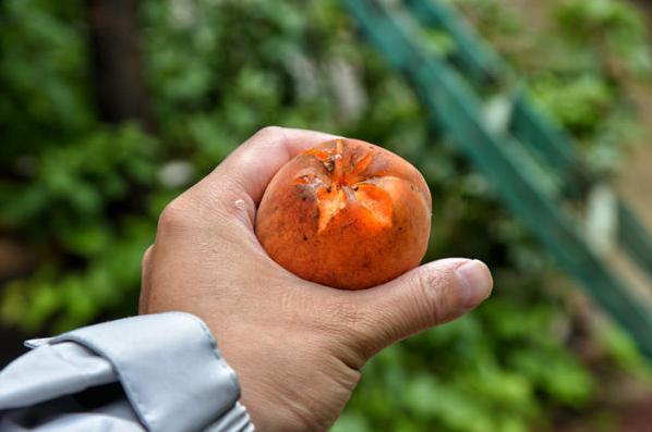 洛陽孫旗屯最新動(dòng)態(tài)更新速遞