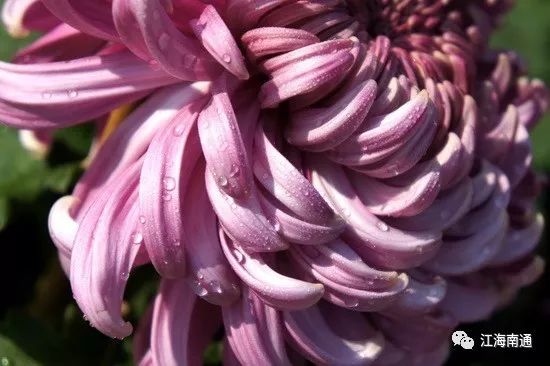 明星的菊花背后的溫馨日常與真實(shí)面貌