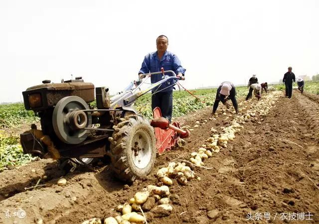新型地膜土豆栽培技術,新型地膜土豆栽培技術