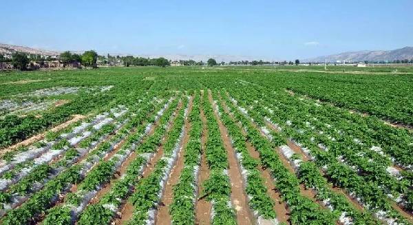 新型地膜土豆栽培技術,新型地膜土豆栽培技術