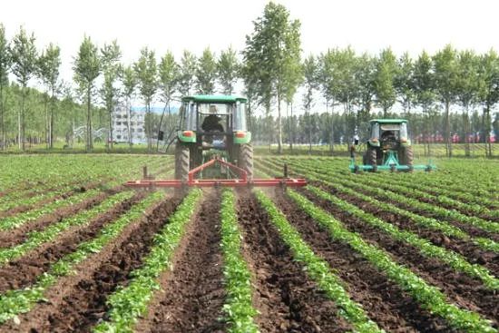 新型地膜土豆栽培技術,新型地膜土豆栽培技術