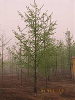 銀杏樹苗最新價格匯總表