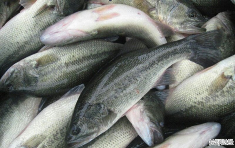 鱸魚最新價(jià)格及購買指南與技能學(xué)習(xí)全攻略