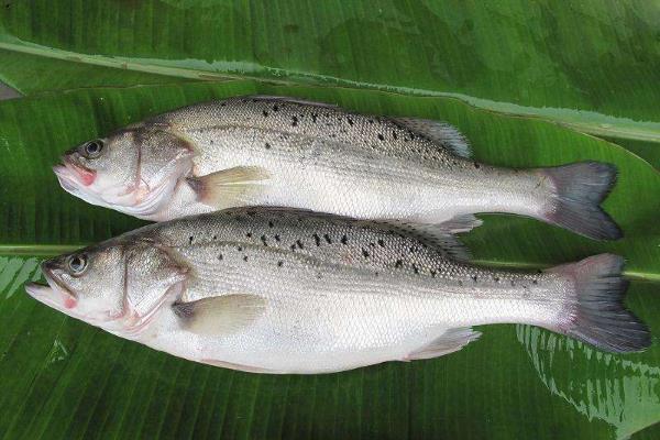 鱸魚最新價(jià)格及購買指南與技能學(xué)習(xí)全攻略