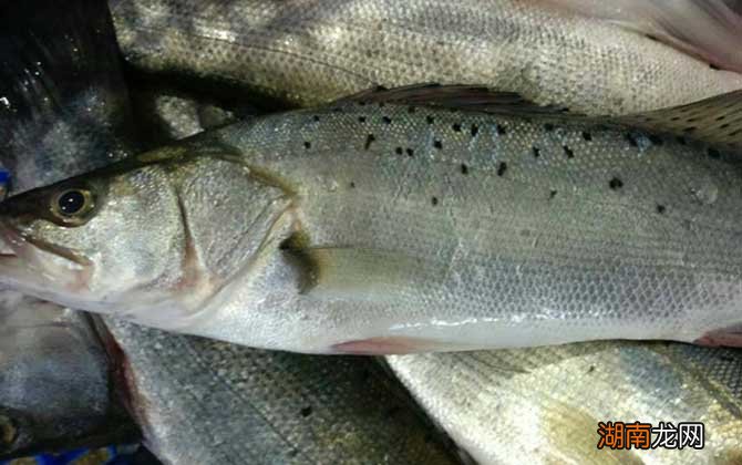 鱸魚最新價(jià)格及購買指南與技能學(xué)習(xí)全攻略