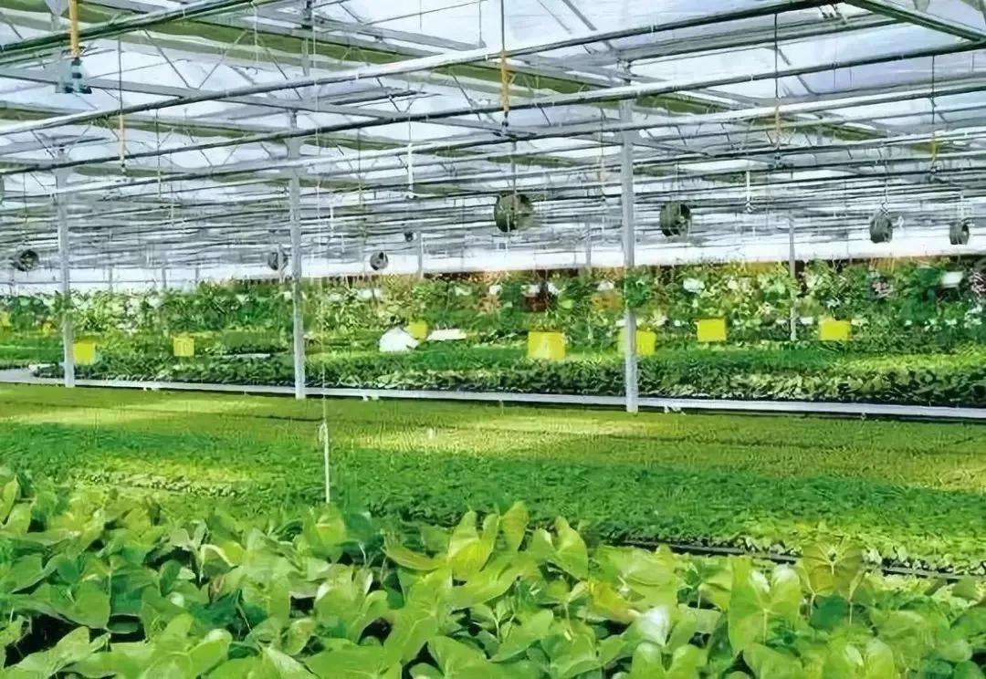 最新農(nóng)業(yè)項(xiàng)目引領(lǐng)重塑農(nóng)業(yè)未來