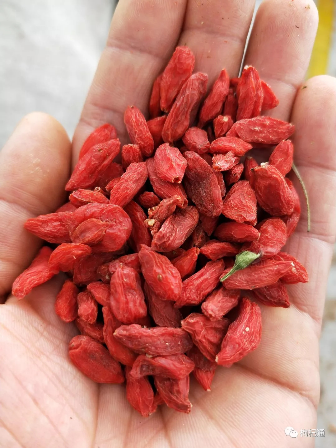 枸杞最新行情與家的溫馨故事揭秘