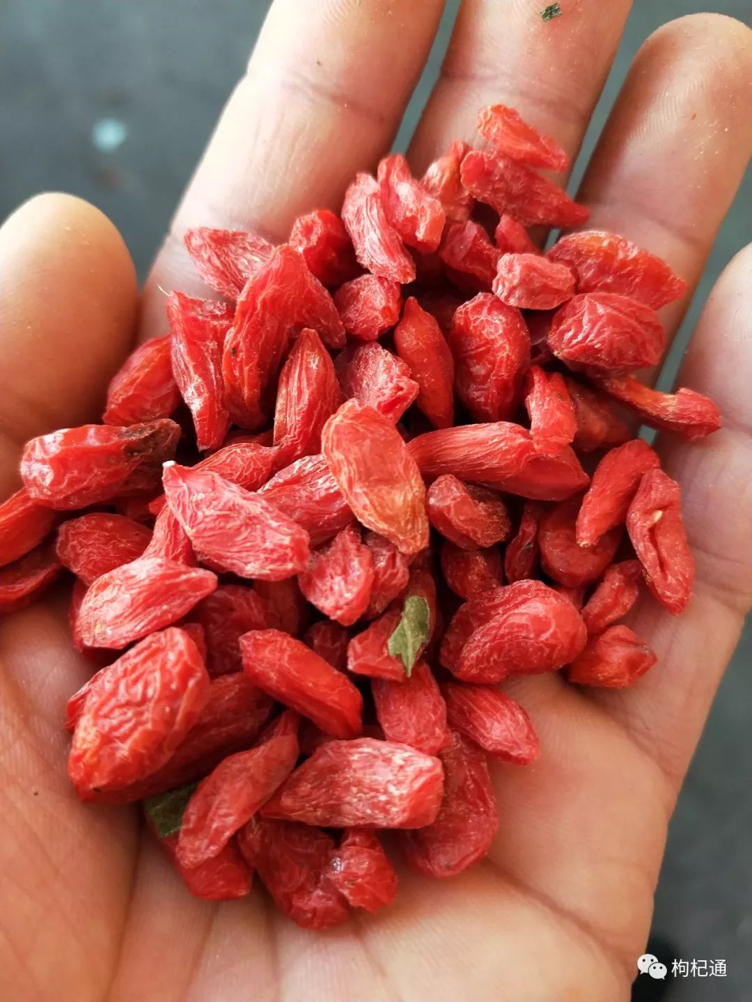 枸杞最新行情與家的溫馨故事揭秘