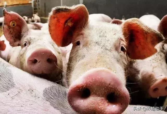 今日毛豬價(jià)格與尋找內(nèi)心平和的旅行邂逅