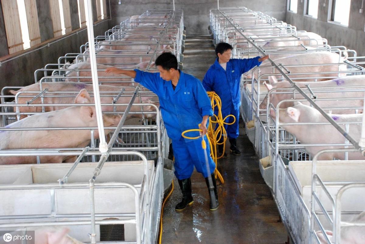 今日毛豬價(jià)格與尋找內(nèi)心平和的旅行邂逅