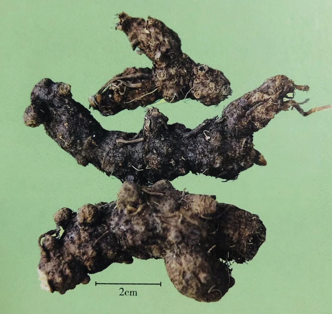 蒼術現(xiàn)在最新價格,蒼術最新價格探析