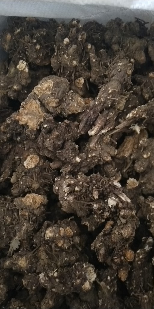 蒼術現(xiàn)在最新價格,蒼術最新價格探析