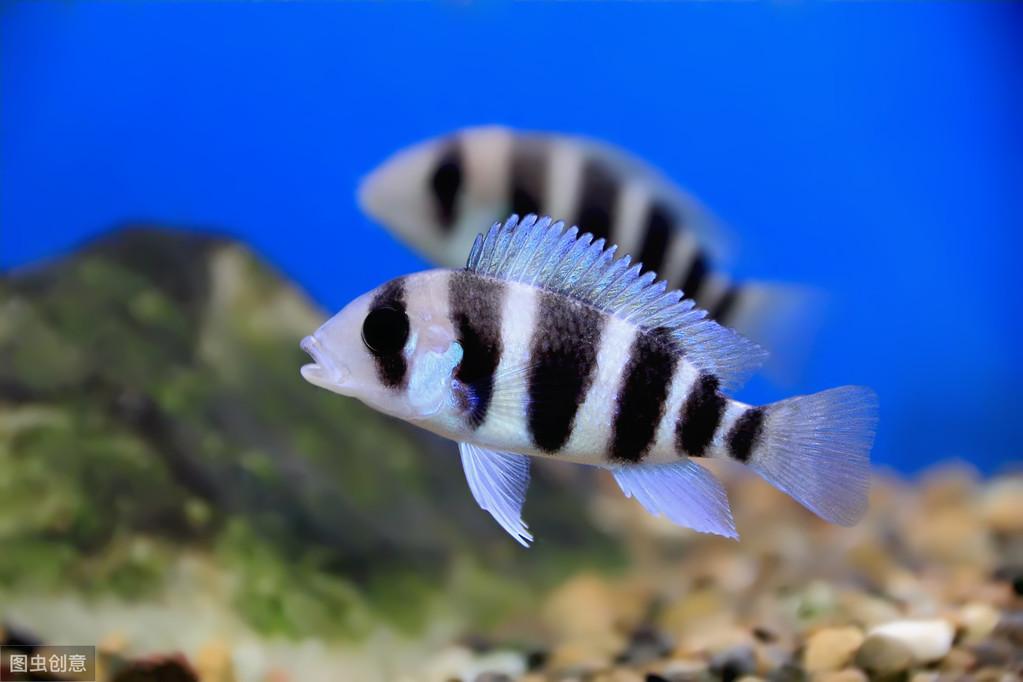 四氫呋喃今日最新價格及市場走勢深度解析