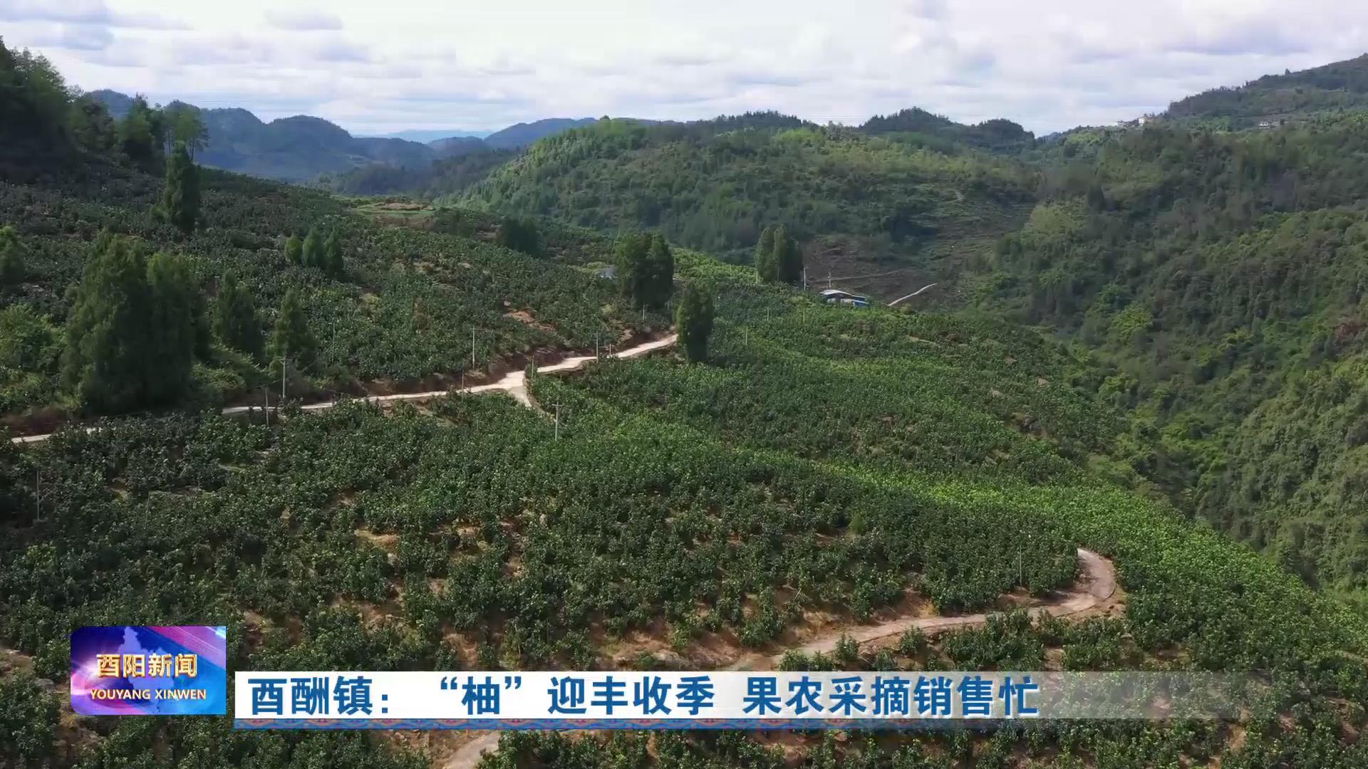 酉陽貼吧小巷深處的獨特風味特色小店最新消息探索指南