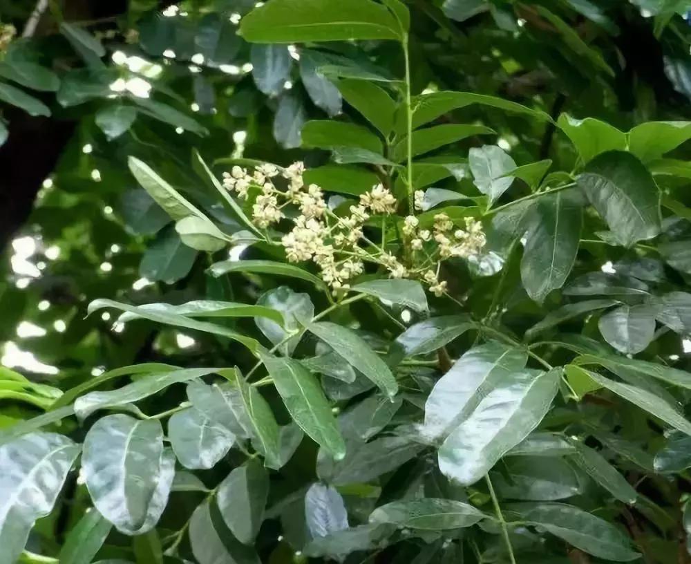 南京四木集團最新動態(tài)更新