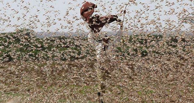 肯尼亞最新安全局勢(shì)詳解與保障安全的步驟指南