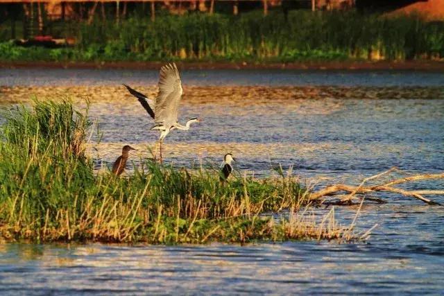 龍江春天的最新進(jìn)展及其深度觀點分析