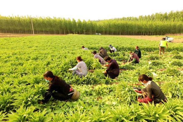 香河錢旺規(guī)劃最新動態(tài)揭秘